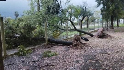 Impresionante tormenta dejó sin luz y tumbó árboles en Castelli
