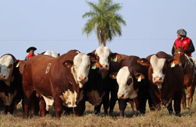 Todo listo en Caá Cupé para el gran remate de Brangus, Brahman y Braford