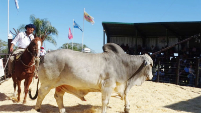 Excelencia en las ventas de reproductores de las tres razas en Caá Cupé