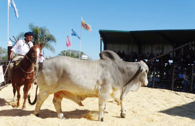 Excelencia en las ventas de reproductores de las tres razas en Caá Cupé