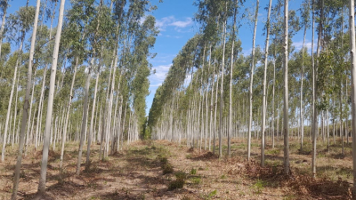 Fechaco destaca el potencial del Chaco en el mercado de bonos de carbono