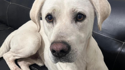 Una familia busca a su perro: dos niños lloran por él