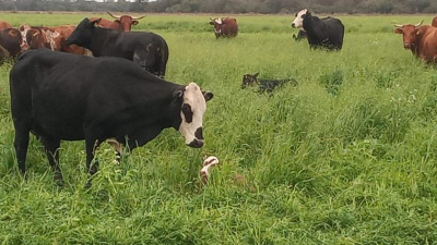 Agricultura regenerativa, el próximo gran cambio de paradigma en la producción