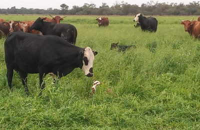 Agricultura regenerativa, el próximo gran cambio de paradigma en la producción