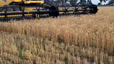 La cosecha del primer lote de trigo abre expectativas en el Chaco