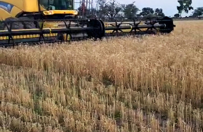 La cosecha del primer lote de trigo abre expectativas en el Chaco