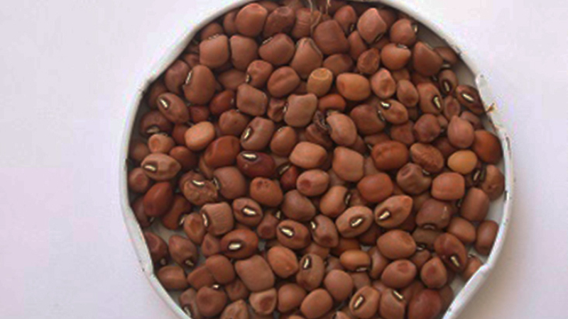 Técnica natural con hongos "protectores" podría impulsar el cultivo de alimento completo poco conocido