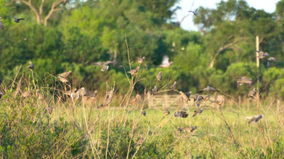 Palomas y cotorras, una seria amenaza para los lotes de soja primavera