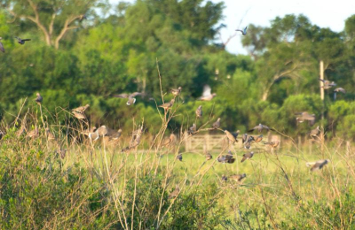 Palomas y cotorras, una seria amenaza para los lotes de soja primavera