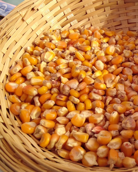 Agronomía_4.jpg