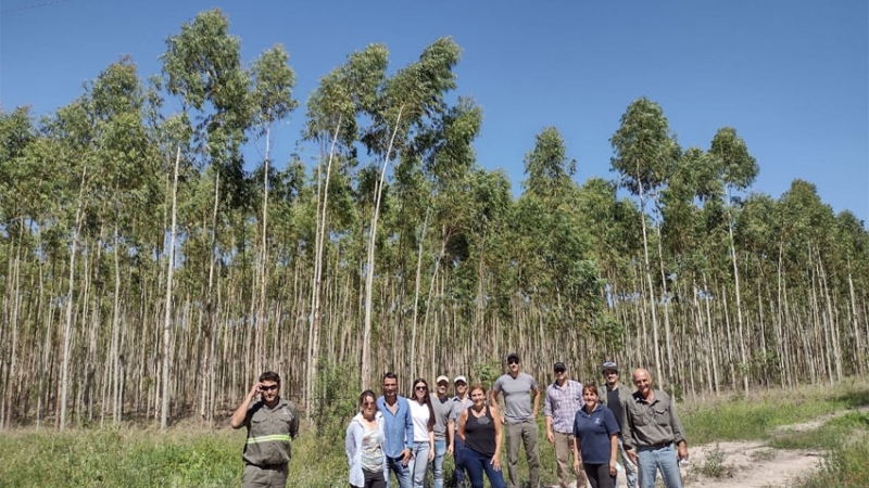 Reforestaron más de 3000 hectáreas en el Chaco y Formosa