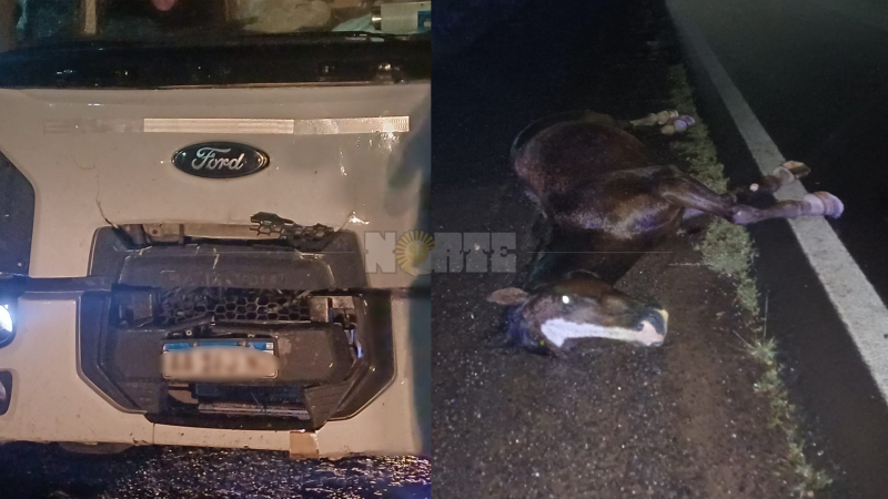 Trágico siniestro en la ruta 11: camión embistió y mató dos caballos