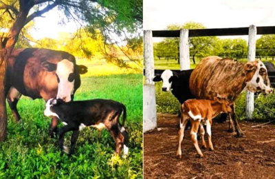 Nacieron dos terneras mediante inseminación artificial en escuela agropecuaria de Quitilipi
