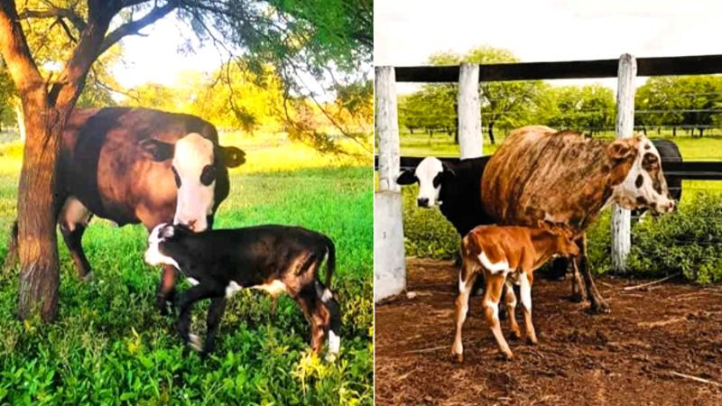 Nacieron dos terneras mediante inseminación artificial en escuela agropecuaria de Quitilipi