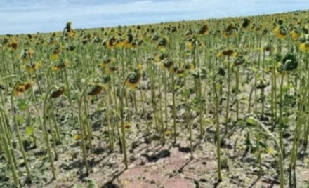 girasol.jpg