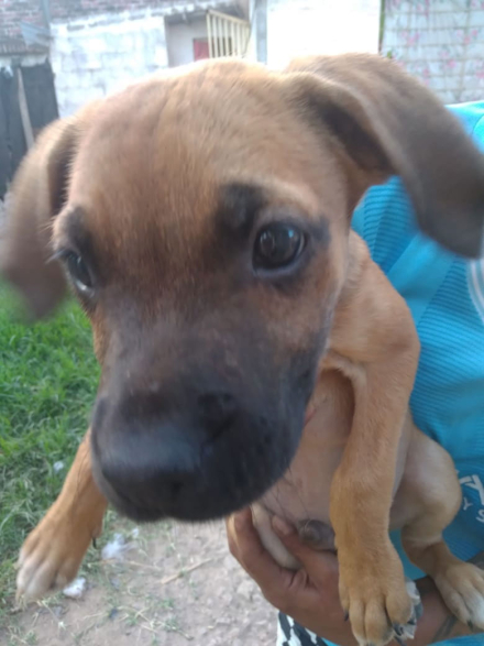 cachorro.jpg