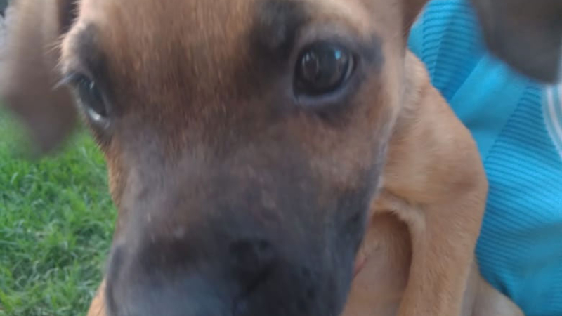 Cachorritos en adopción