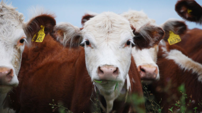 "El impuesto al eructo de la vaca muestra el grado de desconocimiento que hay"