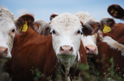 "El impuesto al eructo de la vaca muestra el grado de desconocimiento que hay"