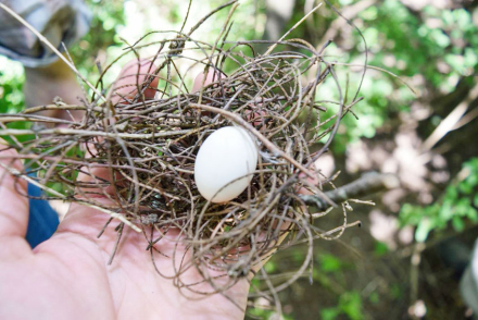 17-huevos-de-aves.jpg