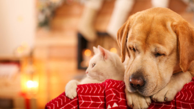 Cómo proteger a tu perro o gato del estrés de las fiestas y las vacaciones