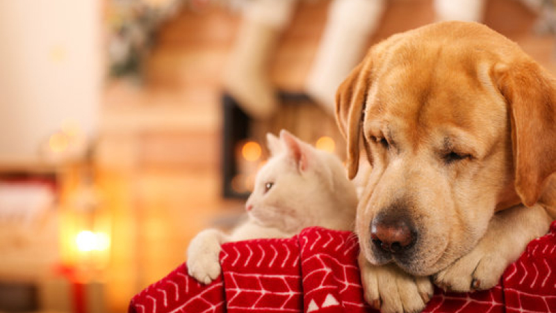 Cómo proteger a tu perro o gato del estrés de las fiestas y las vacaciones