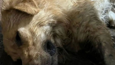 Alertan por animales que mueren y otros que se pierden por festejos con pirotecnia