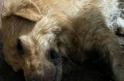Alertan por animales que mueren y otros que se pierden por festejos con pirotecnia
