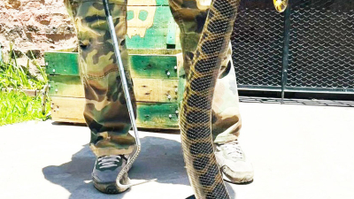 Encontró una serpiente de casi dos metros en la cocina de una capilla