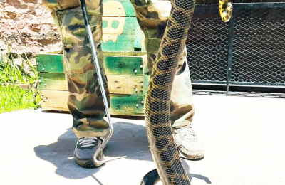 Encontró una serpiente de casi dos metros en la cocina de una capilla