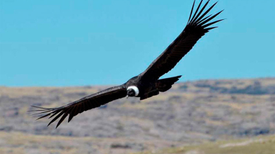 Tuvo que comprar zapatos para los guardaparques por sobrevolar un parque nacional