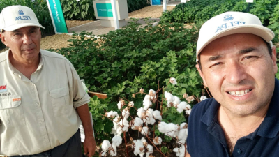 El INTA presentó en Expoagro la variedad de fibra extralarga Alhue