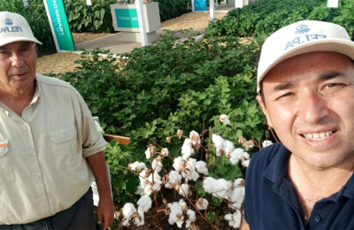El INTA presentó en Expoagro la variedad de fibra extralarga Alhue