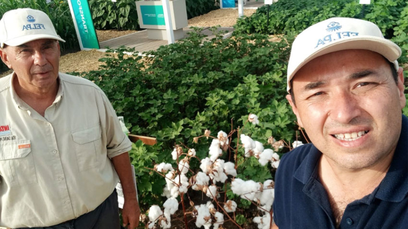 El INTA presentó en Expoagro la variedad de fibra extralarga Alhue