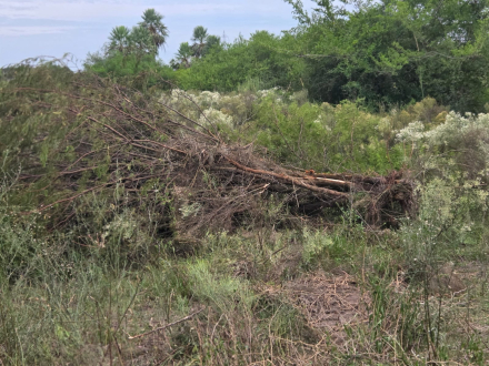 arbol.jpg