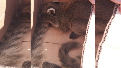 Dos crías de coatí que estaban a la venta, volverán a su hábitat natural