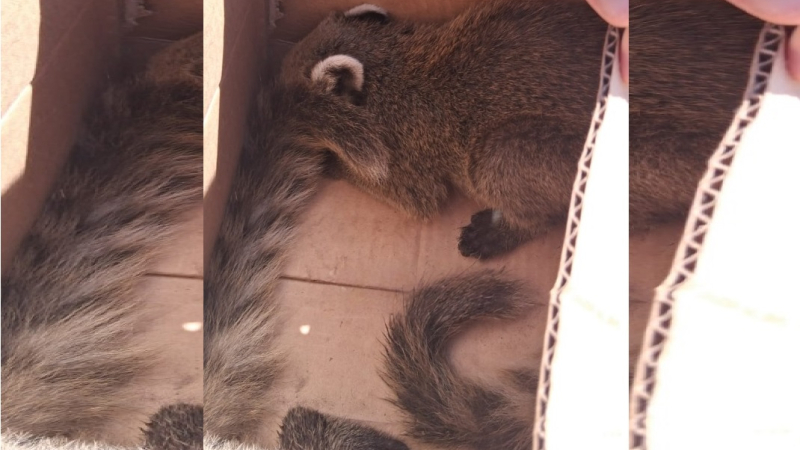 Dos crías de coatí que estaban a la venta, volverán a su hábitat natural