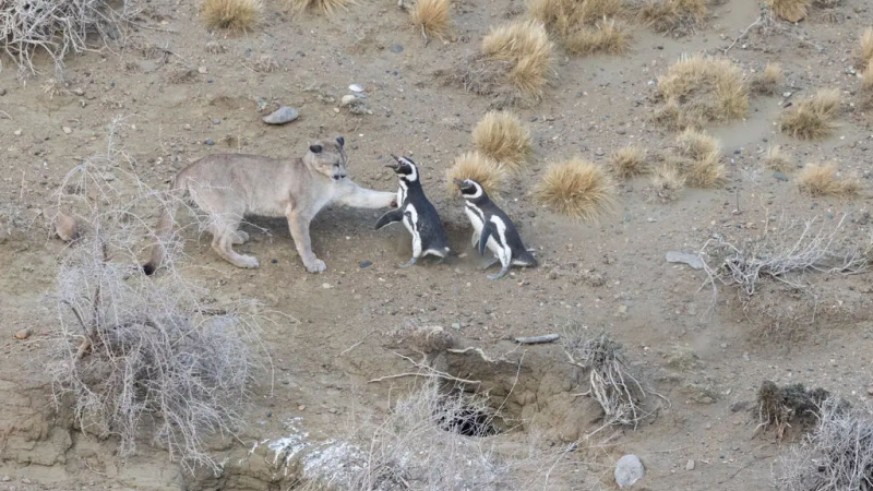 Un grupo de pumas cambió la dieta y le dio resultado: su población no para de crecer