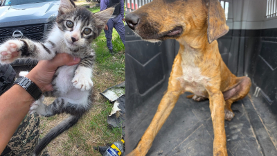 Rescataron a dos gatos y cuatro perros con bajo peso y muy descuidados