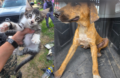 Rescataron a dos gatos y cuatro perros con bajo peso y muy descuidados