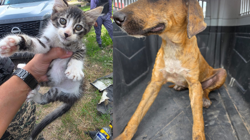 Rescataron a dos gatos y cuatro perros con bajo peso y muy descuidados