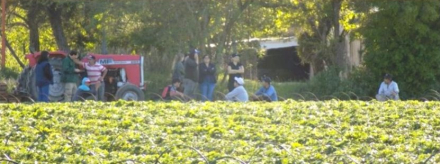 cosecha.jpg