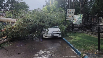 Temporal en Resistencia: cayó un árbol sobre un auto y provocó cortes de cables