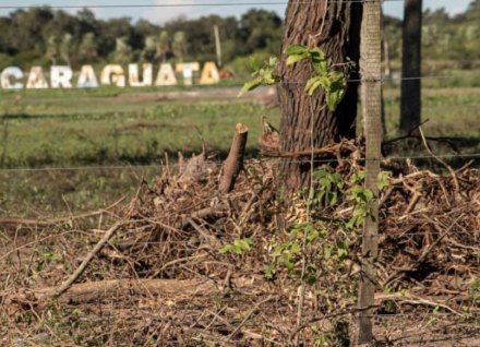 caraguata2.jpg