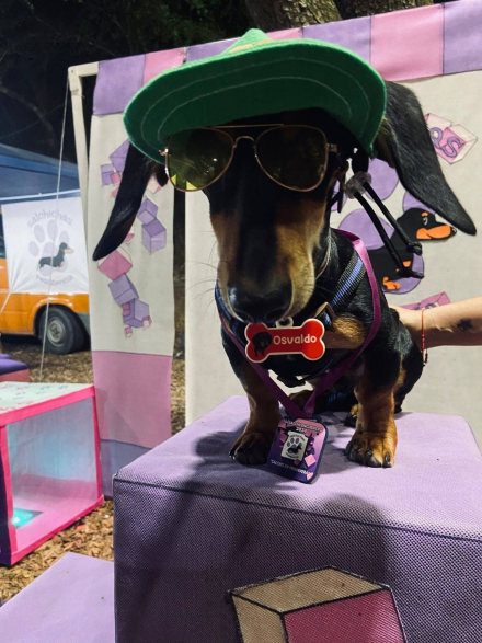 perro salchicha