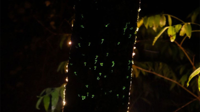 Cuando la noche se enciende: el fenómeno mágico de los hongos en El Impenetrable
