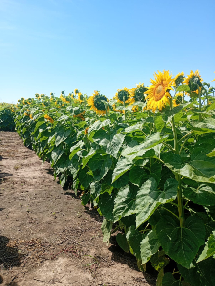 girasol tema centroal (2)