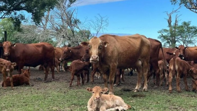 Buscan determinar cómo influye la época de nacimiento en el desarrollo de los terneros
