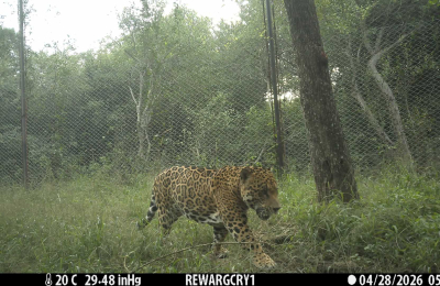 "El Impenetrable ya es su hogar": dos nuevos yaguaretés reafirman el renacer del gran felino