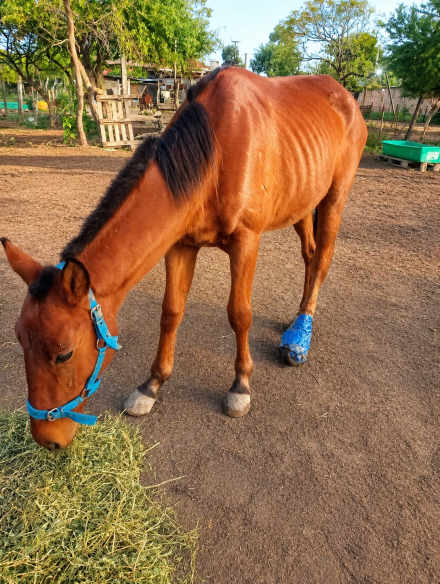 caballito